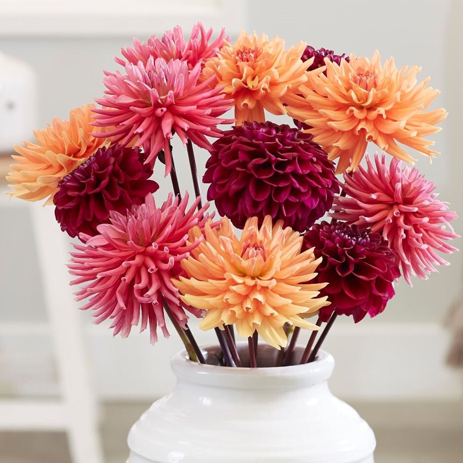 Strawberry marmalade dahlia collection - 6+3 Free tubers