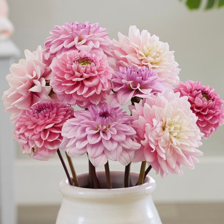 Pink ice dahlia collection - 6+3 Free tubers