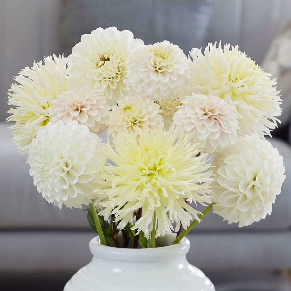 Best white dahlia collection