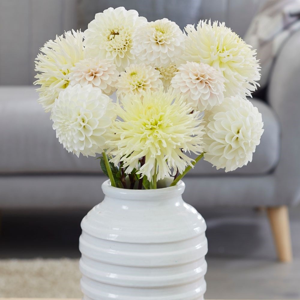 Best white dahlia collection - 6+3 Free tubers