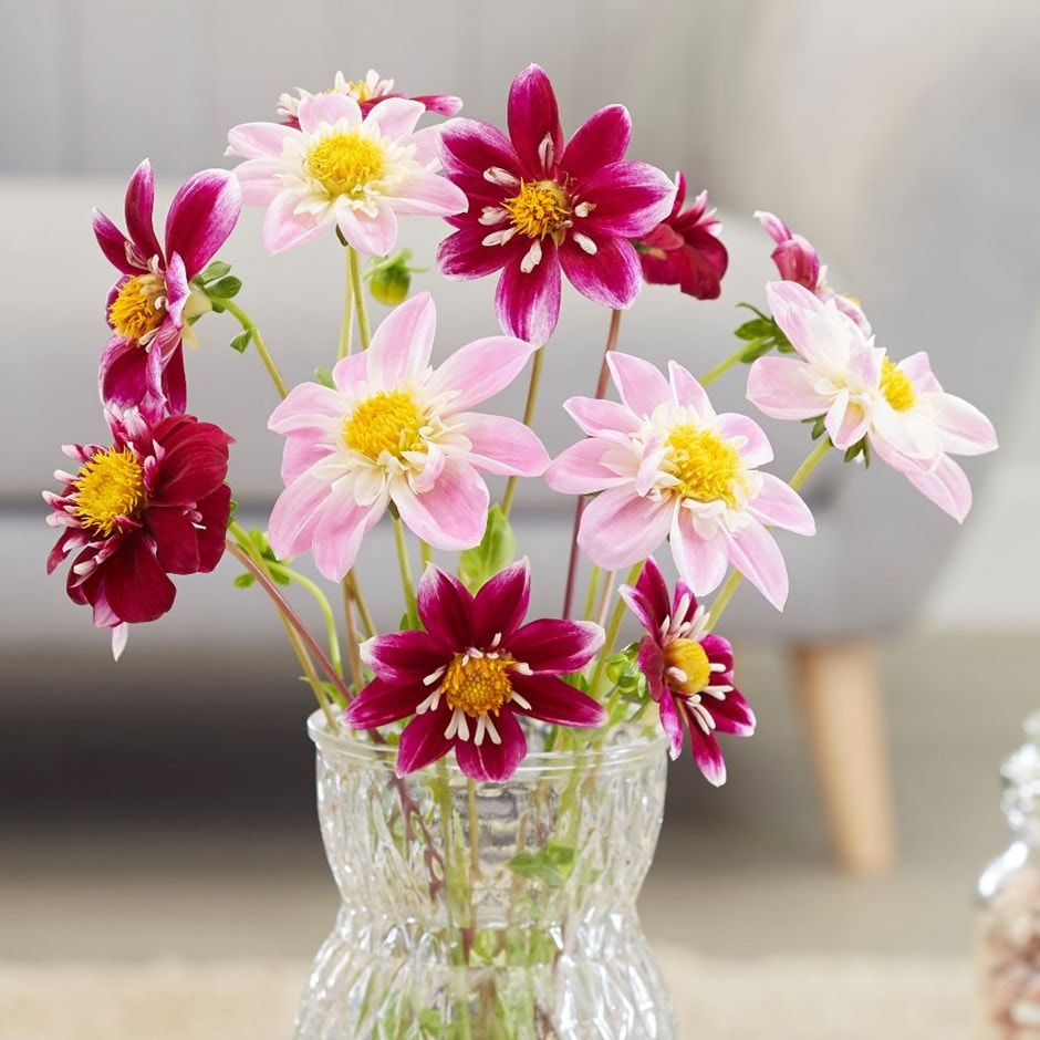 Pink and red bee & butterfly dahlia collection - 6+3 Free tubers