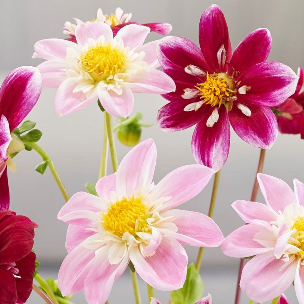 Pink and red bee & butterfly dahlia collection - 6+3 Free tubers
