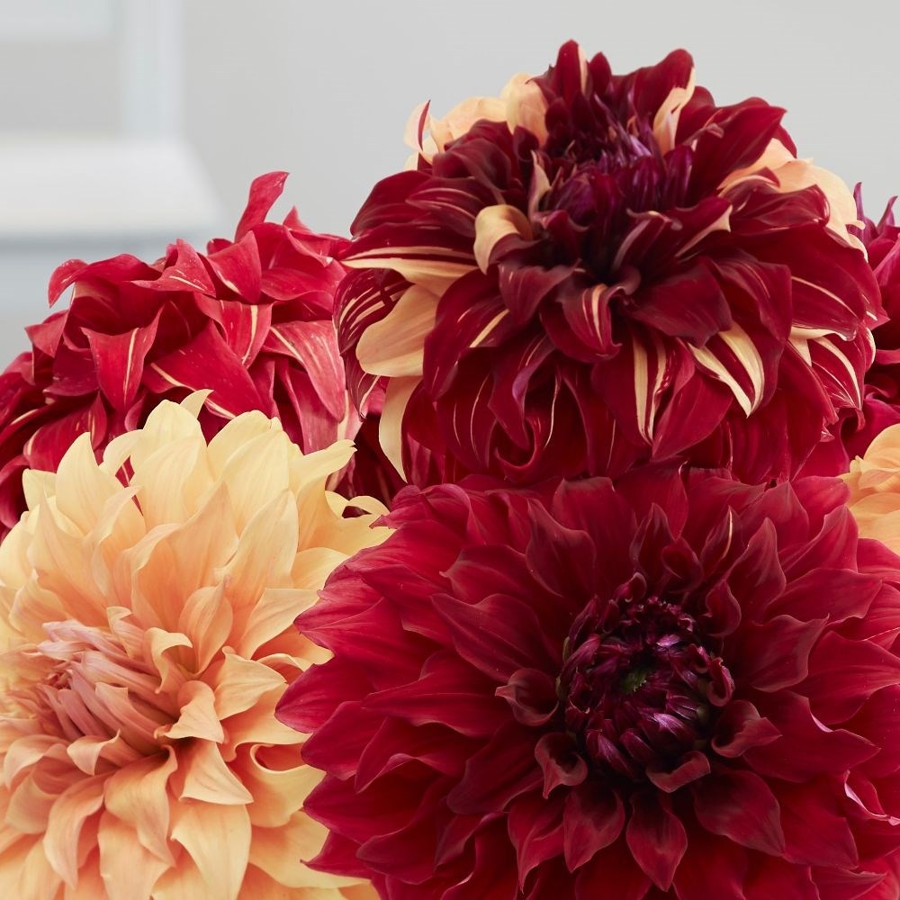 Giant dinnerplate dahlia collection - 6+3 Free tubers