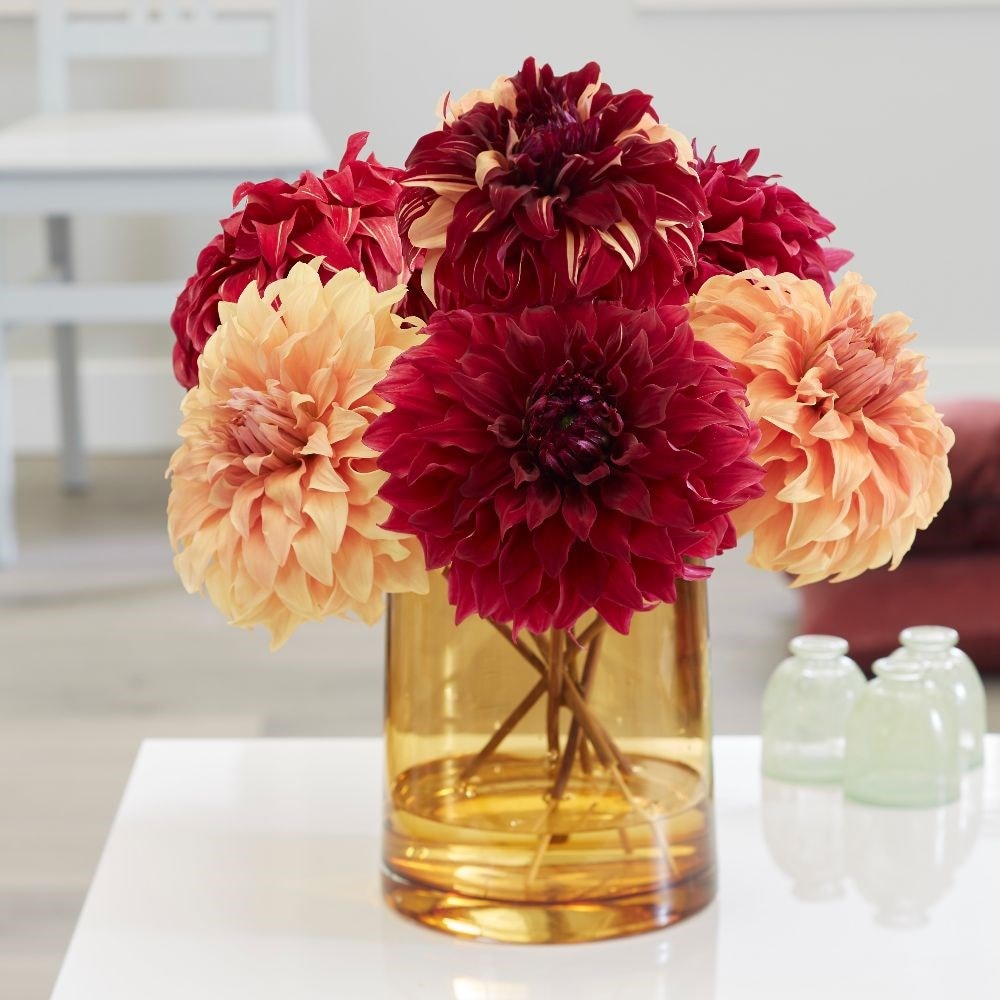 Giant dinnerplate dahlia collection - 6+3 Free tubers