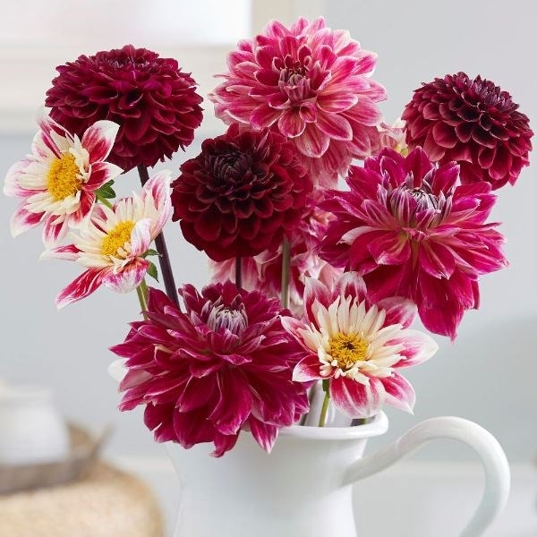 Fashion beauties dahlia collection