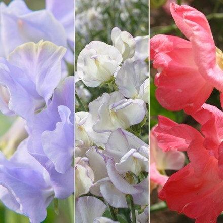 Picture of Sweet Pea collection Highly Scented