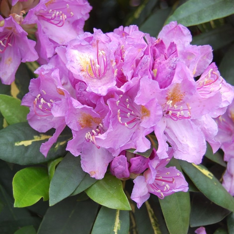 <i>Rhododendron</i> 'Goldflimmer'