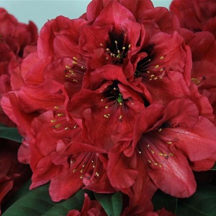 Rhododendron Red Devil ('Hort18') (PBR)