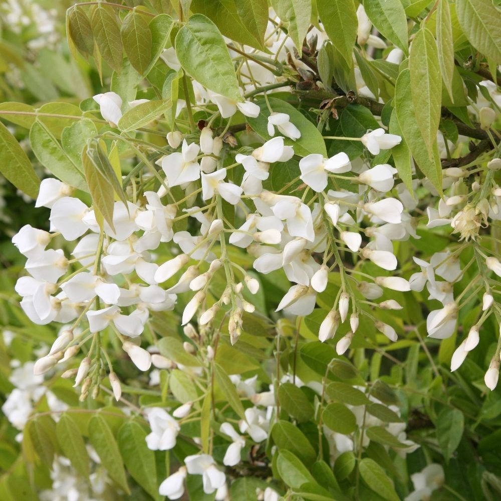 <i>Wisteria brachybotrys</i> f. <i>albiflora</i> 'Shiro-kapitan'