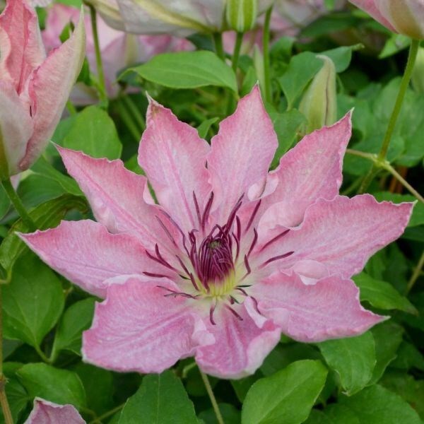 Clematis Sarah Elizabeth ('Evipo098') (PBR) (Boulevard Series)