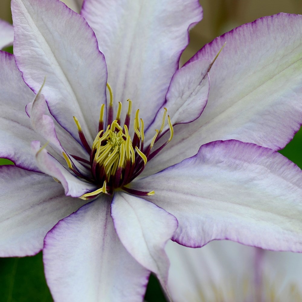 Product options image