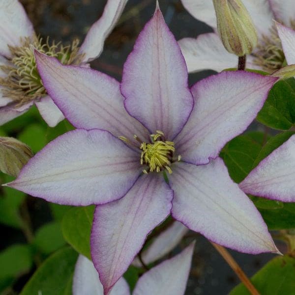 Clematis Samaritan Jo ('Evipo075') (PBR) (Boulevard Series)