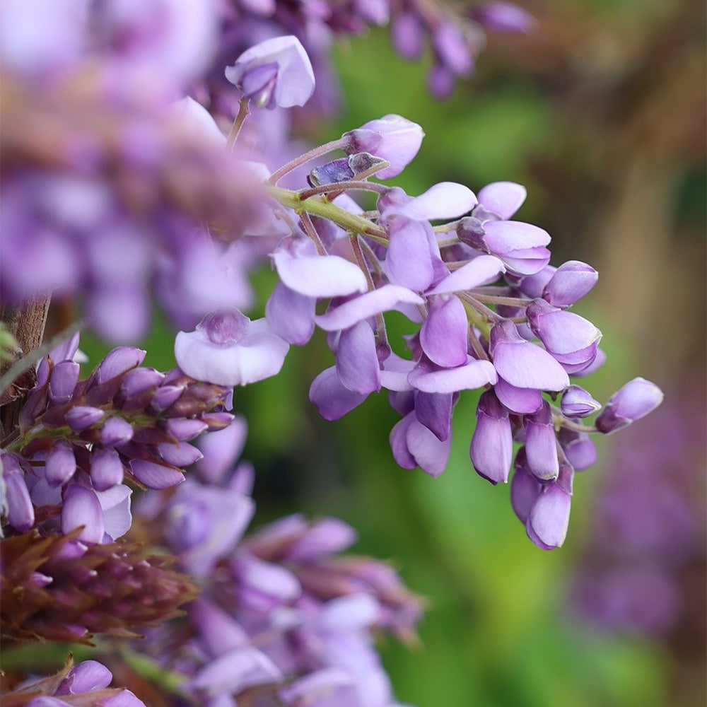 Product options image