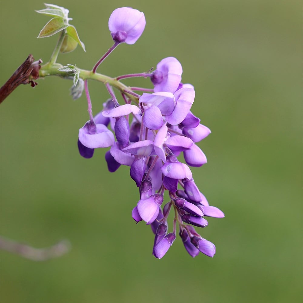 <i>Wisteria brachybotrys</i> 'Okayama'