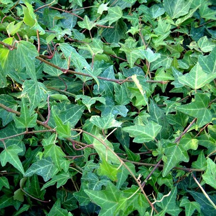 Picture of Hedera helix Green Ripple