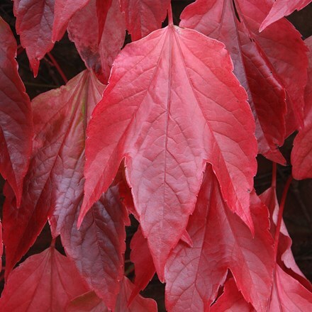 Picture of Parthenocissus tricuspidata Beverley Brook
