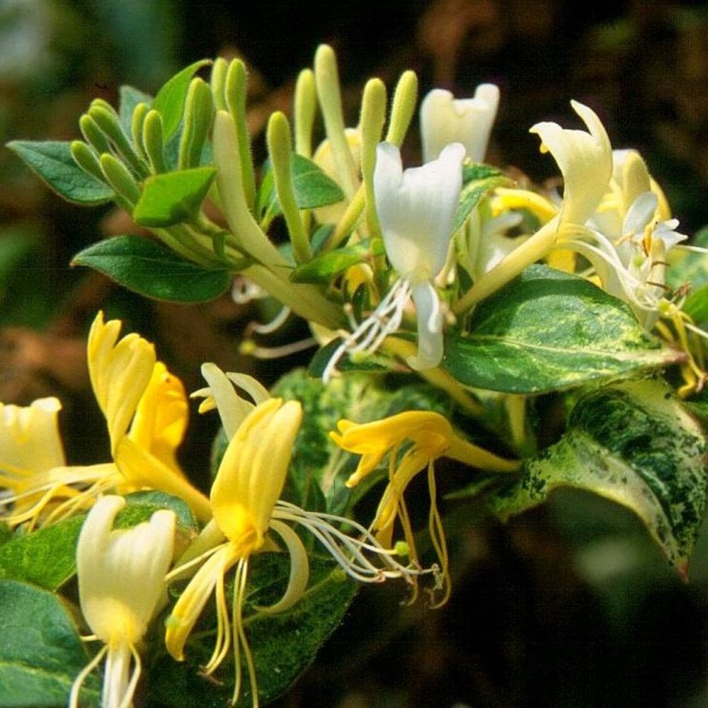 Buy Japanese Honeysuckle Lonicera Japonica 'Horwood Gem'