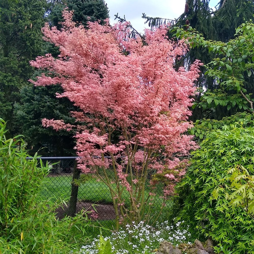 <i>Acer palmatum</i> 'Taylor' (PBR)
