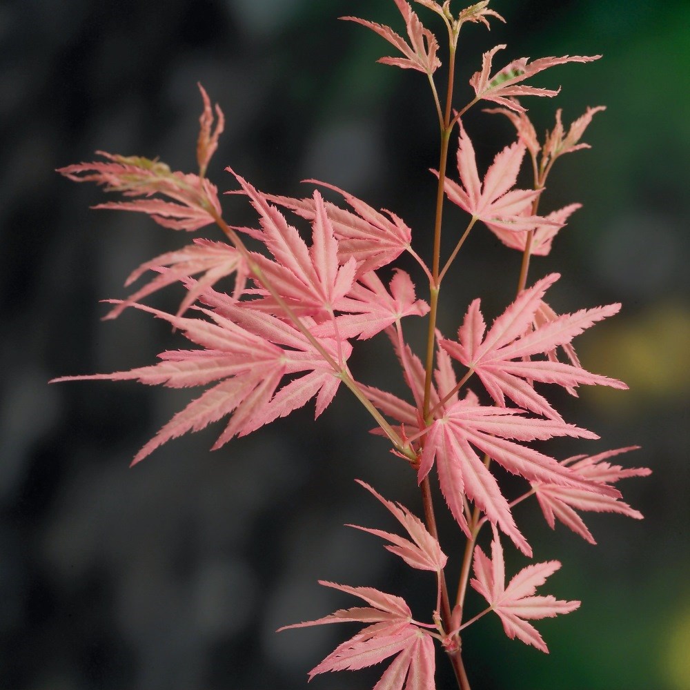 <i>Acer palmatum</i> 'Taylor' (PBR)