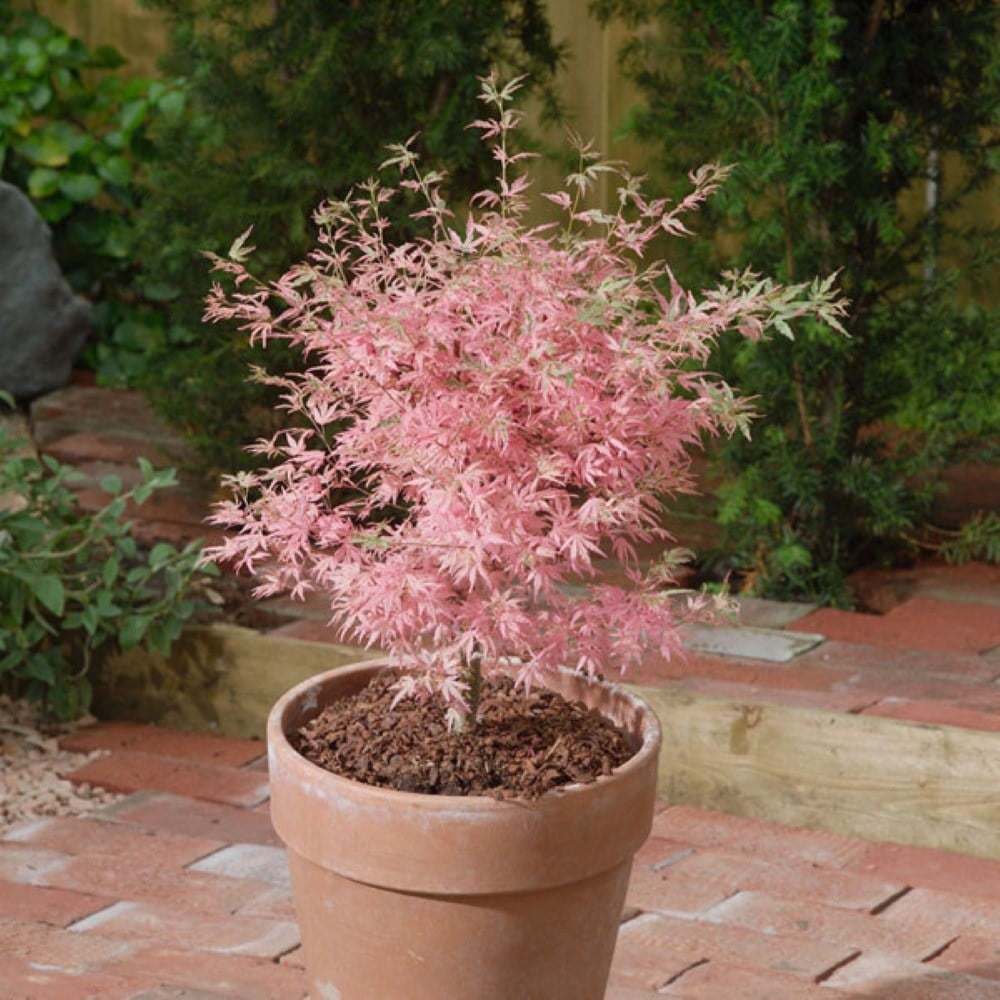 <i>Acer palmatum</i> 'Taylor' (PBR)