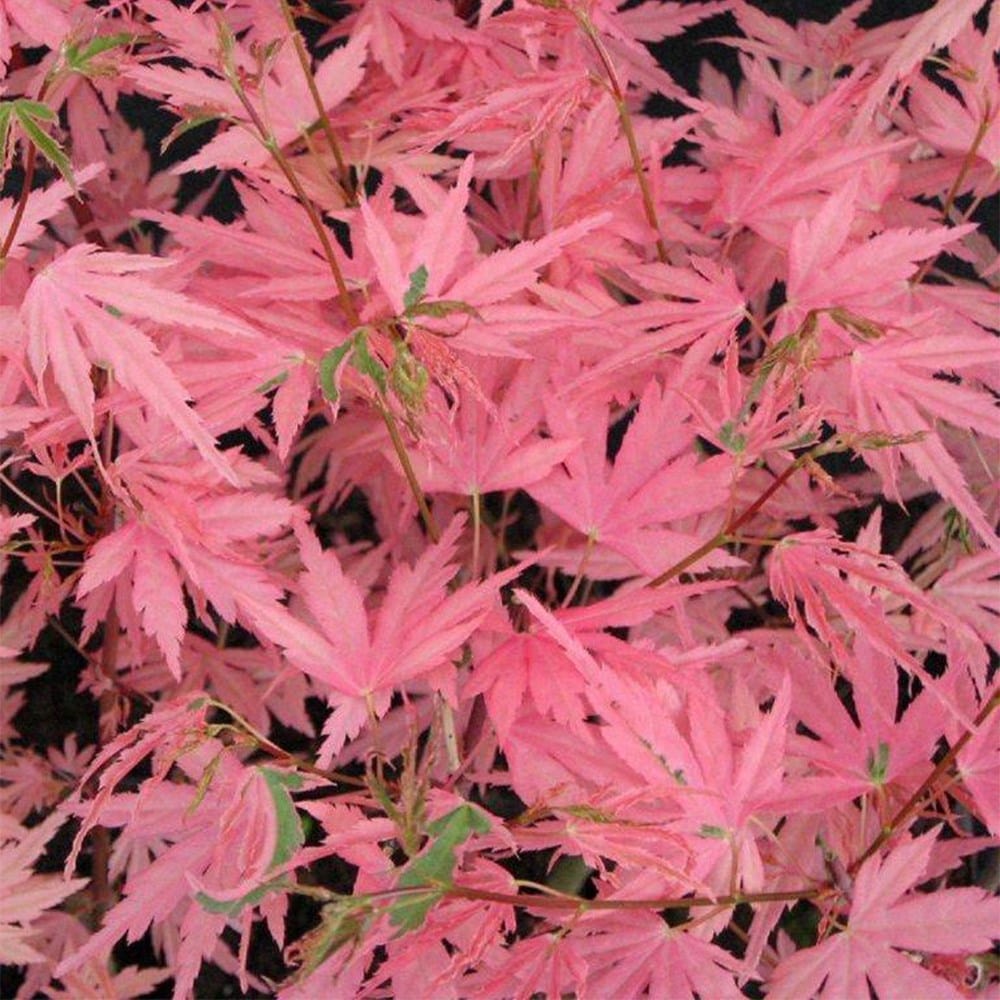 <i>Acer palmatum</i> 'Taylor' (PBR)