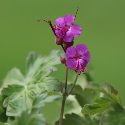 Picture of Geranium macrorrhizum Bevan's Variety