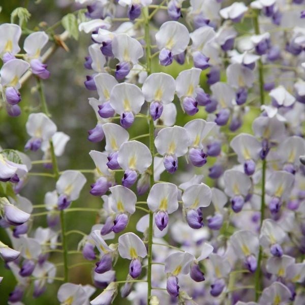 Wisteria floribunda f. multijuga