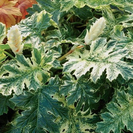 Picture of Acanthus Whitewater