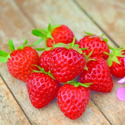 strawberry Just Add Cream ('Tmstr14pnk')