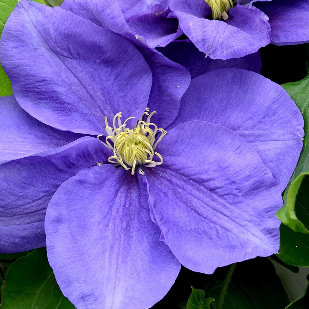 Product options image