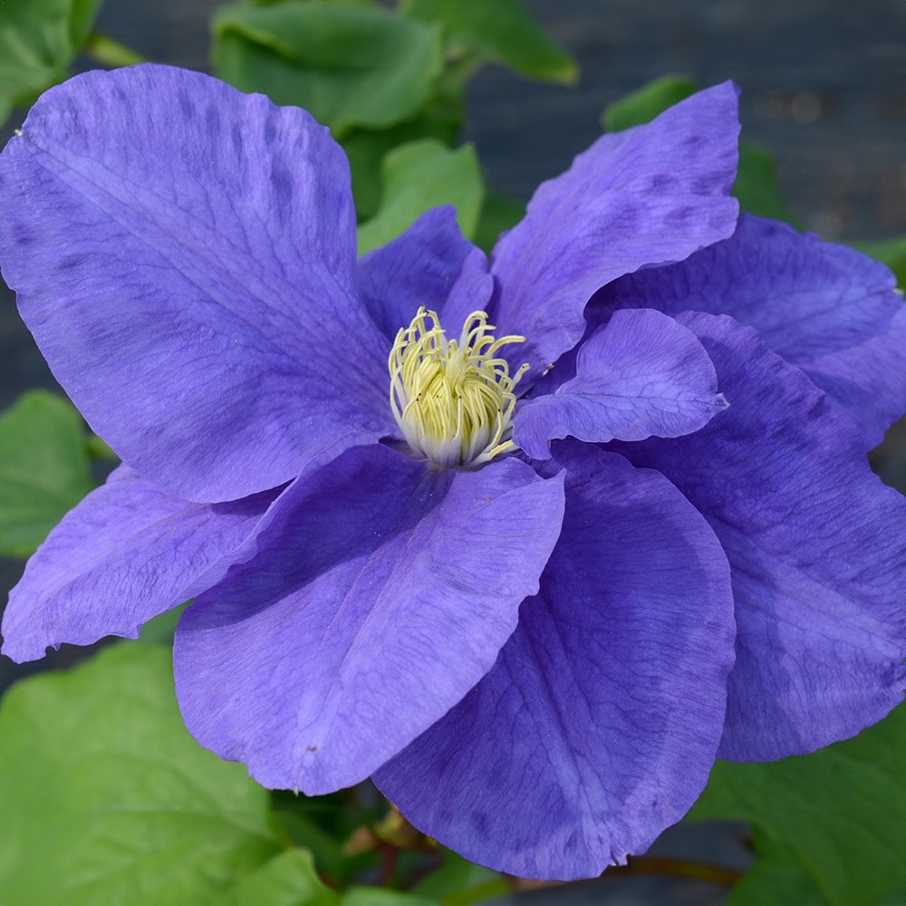 <i>Clematis</i> <b class=small-caps>Kingfisher</b> ('Evipo037') (PBR)