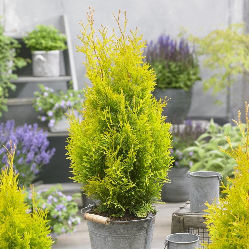 Buy white cedar Thuja occidentalis Sunny Smaragd ('Hoogi023') (PBR) £