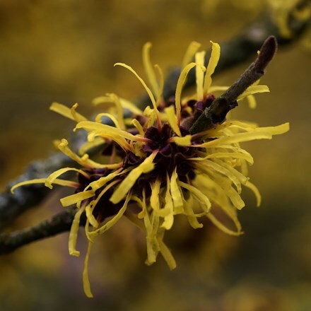 Picture of Hamamelis × intermedia Westerstede