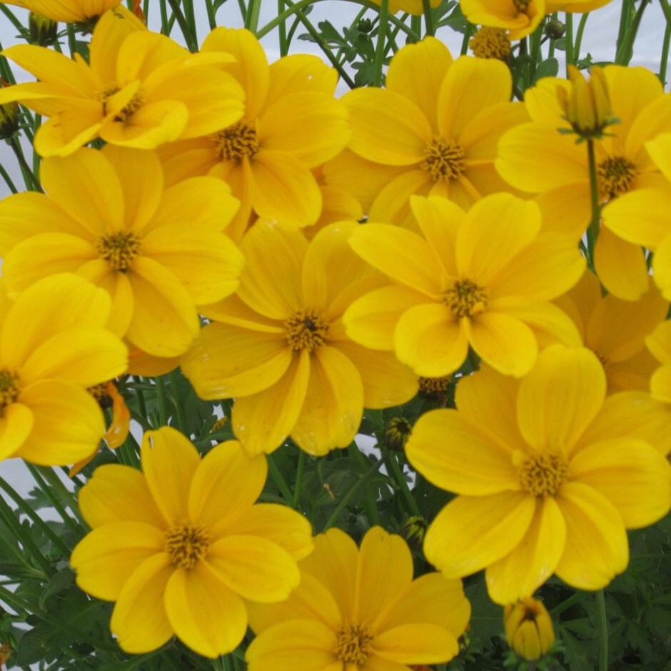 Buy Bidens Bidens Efraims Gold 16 99 Delivery By Crocus