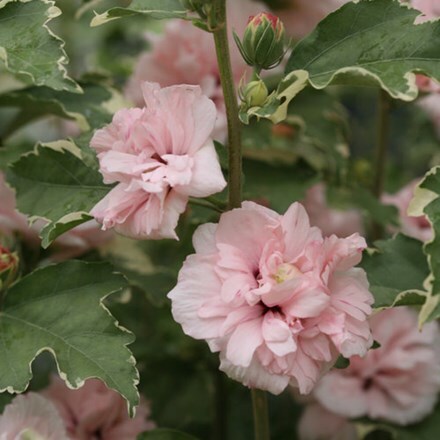 Picture of Hibiscus syriacus Sugar Tip ('America Irene Scott') (PBR)