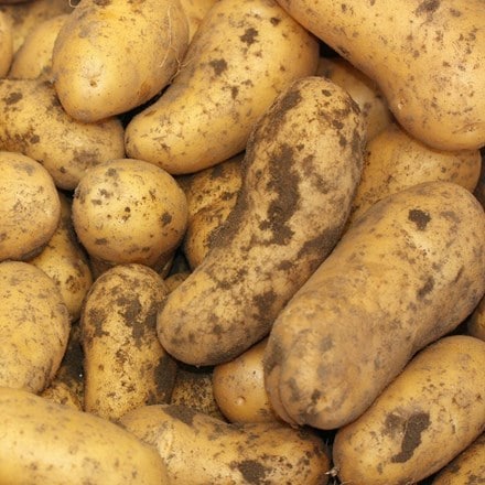 potato Belle De Fontenay