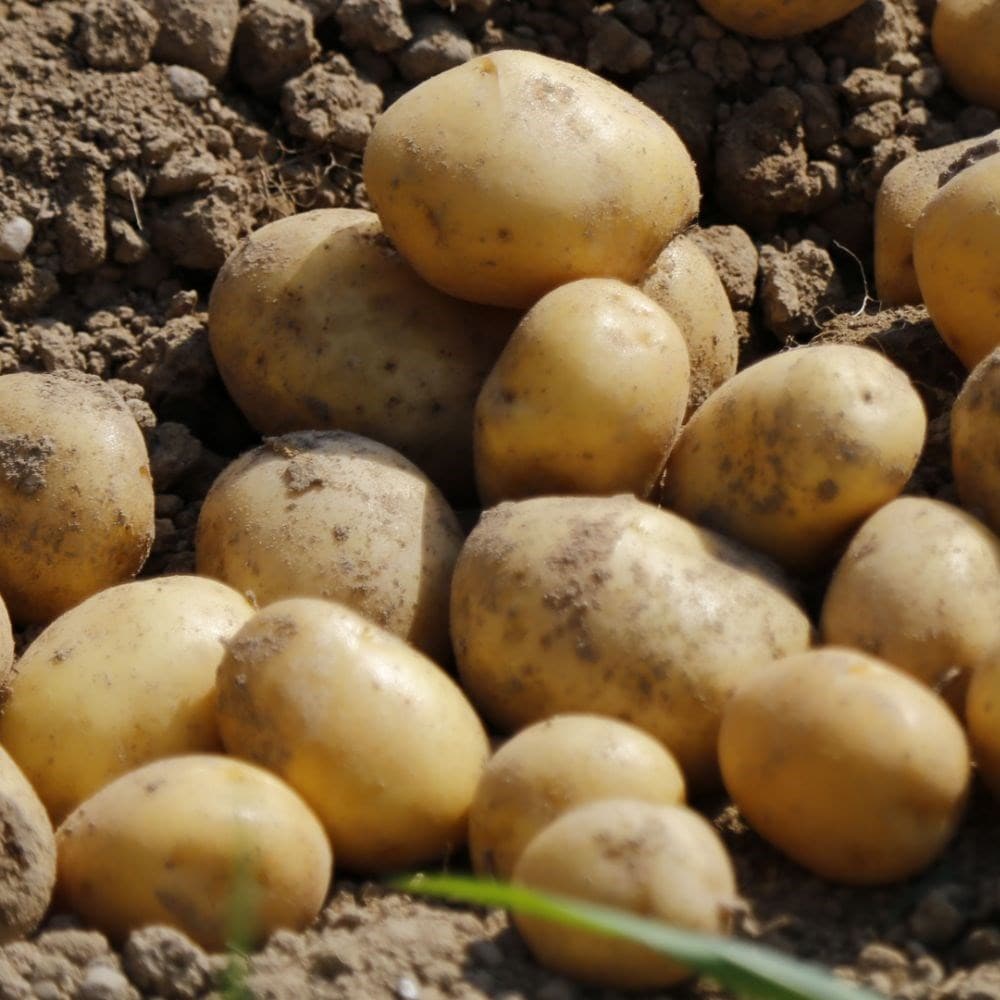 potato - second early, Scottish basic seed potato