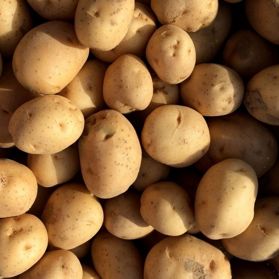 potato 'Maris Peer'