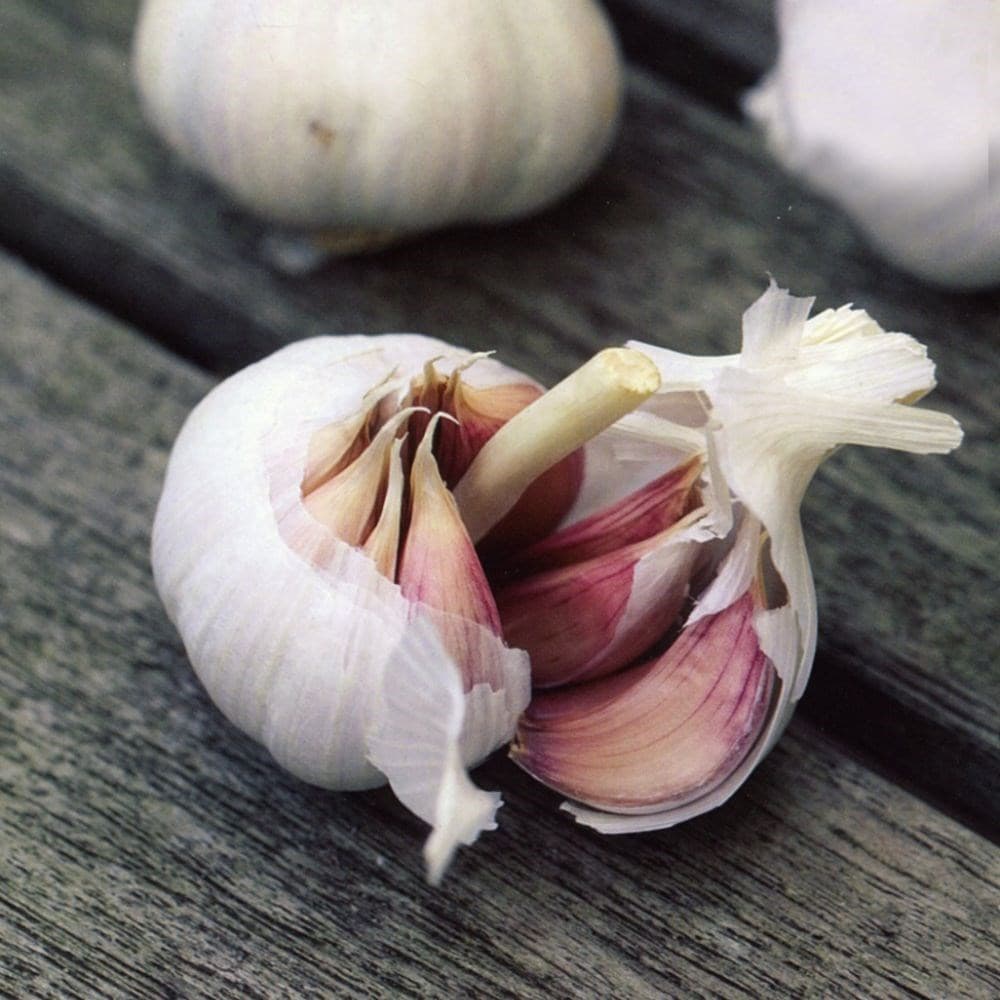 garlic (French softneck) bulb or Allium sativum Flavor
