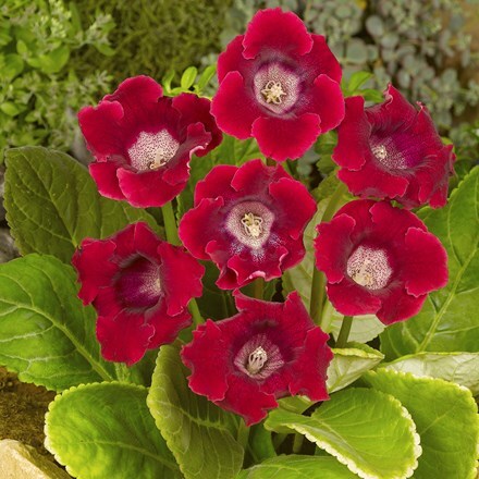 Picture of Sinningia speciosa Corina