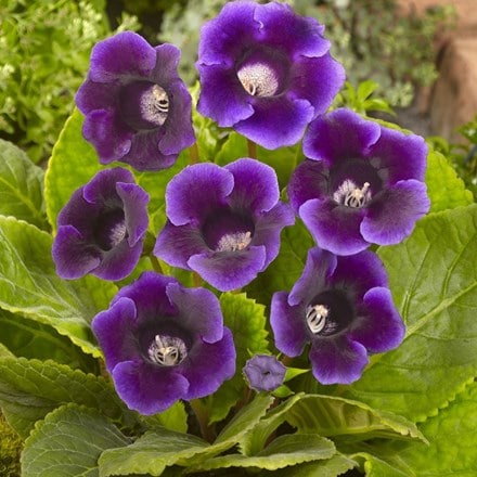 Picture of Sinningia speciosa Hollywood