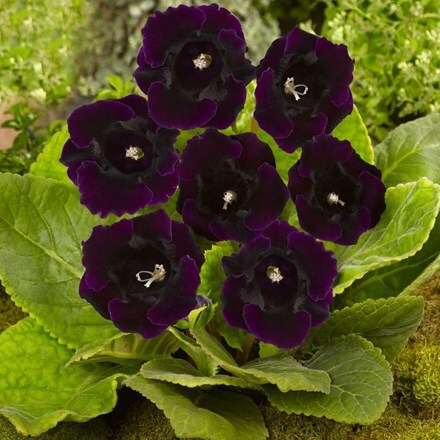 Picture of Sinningia speciosa Violacea