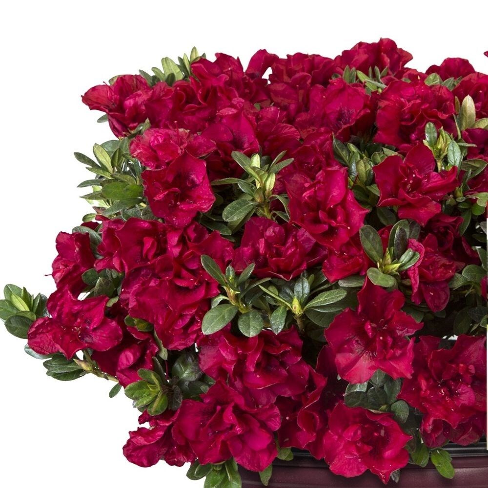 <i>Rhododendron</i> <b class=small-caps>Autumn Fire </b> ('Roblez') (PBR) (Encore Azalea Series)