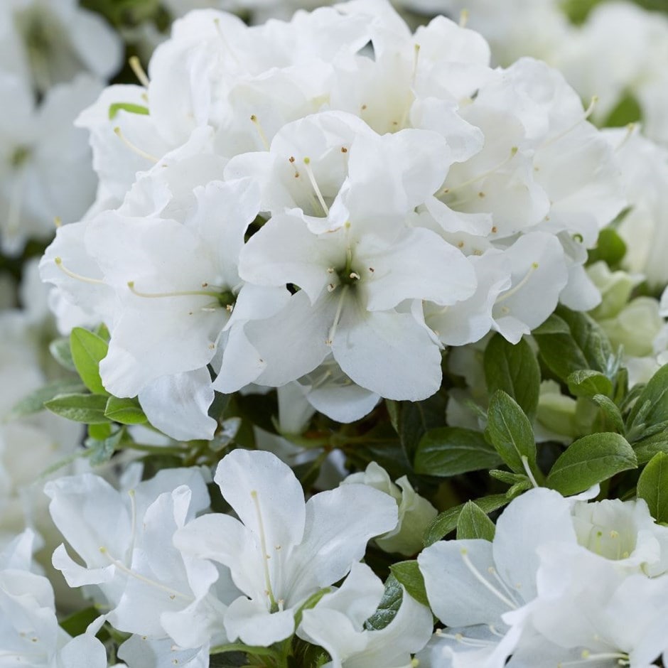 <i>Rhododendron</i> <b class=small-caps>Pure White Julia</b> ('Homlea') (Encore Azalea Series)