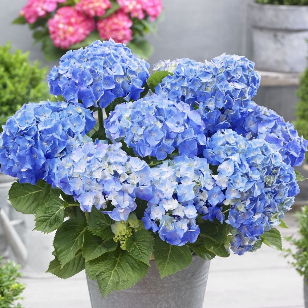 Image of Hydrangea macrophylla plant for sale near me