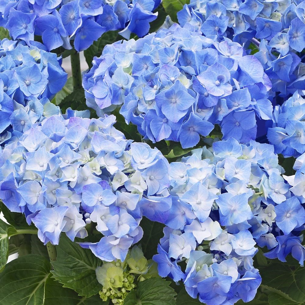 <i>Hydrangea macrophylla</i> 'Little Blue'