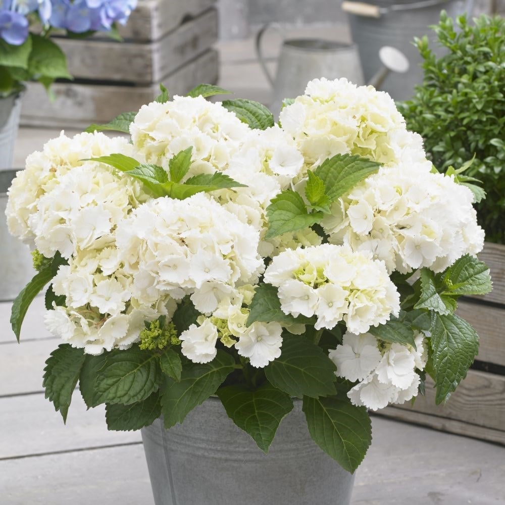 Hydrangea plants on sale for sale