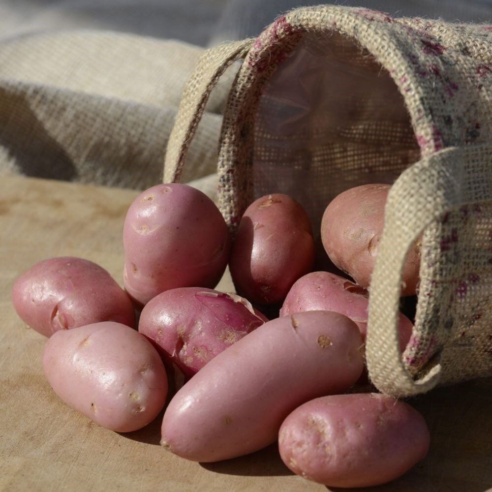 potato 'Sarpo Una' (PBR)
