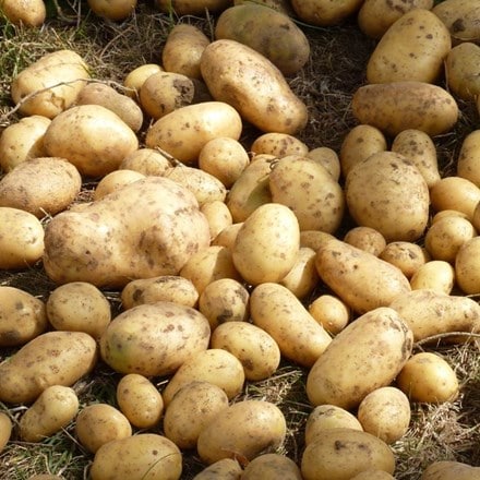 potato Maris Bard