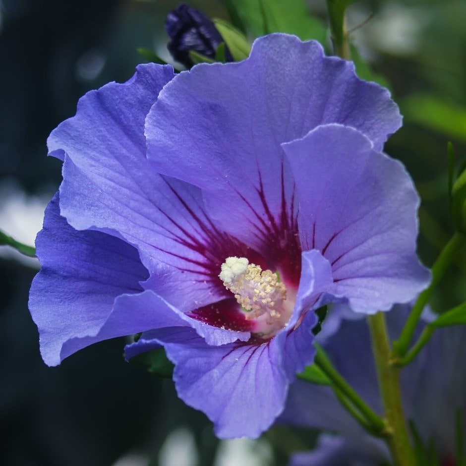 Buy tree hollyhock Hibiscus syriacus Marina £24.99 Delivery by Crocus